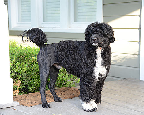 Allegiance Toasting A Cuba Libre To Pouch Cove "Cuba"