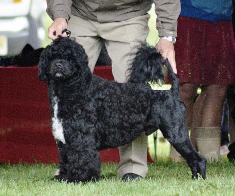 CH Pouch Cove's Sea Czar Allegiance "Czar"