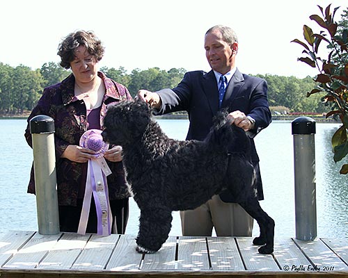 CH Pouch Cove's Sea Czar Allegiance "Czar"