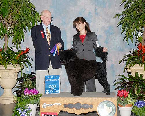 GCH Pouch Cove's Lonesome Dove "Gus"