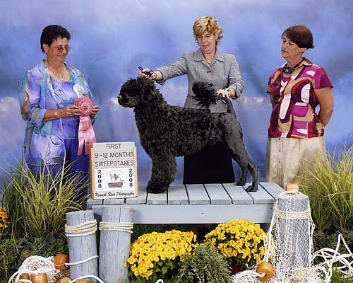 GCH Pouch Cove's Mizrahi "Isaac"