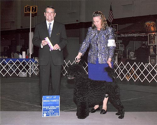 CH Odyseas Dramatic Effect On Pouch Cove "Peyton"