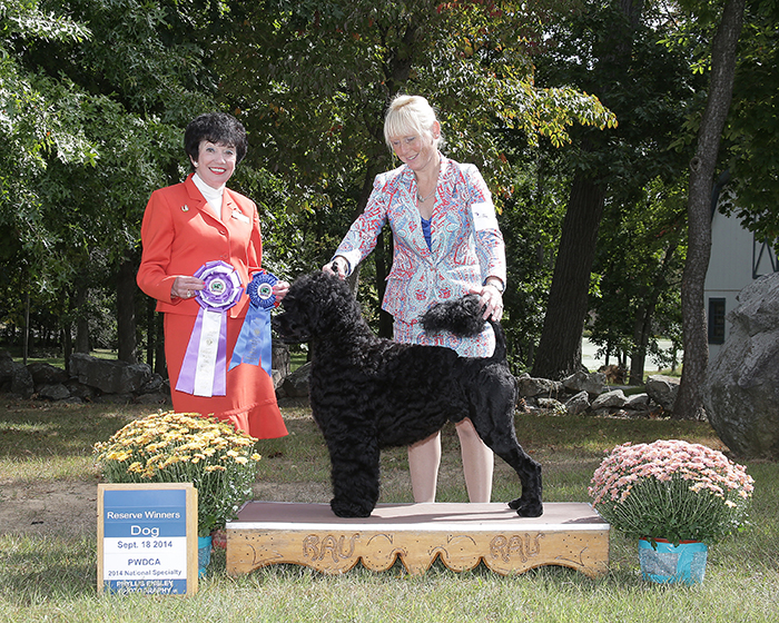 MBIS MBISS Platinum GCH Claircreek Impression De Matisse "Matisse"