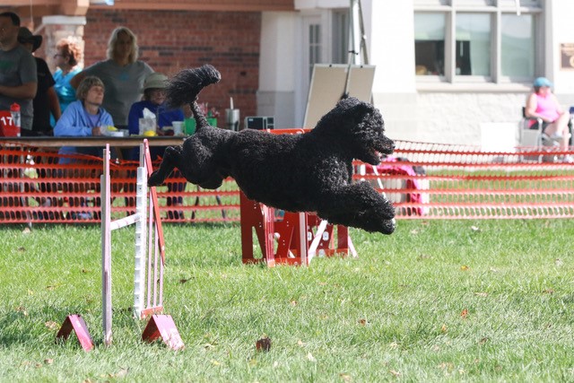 Sagres - agility