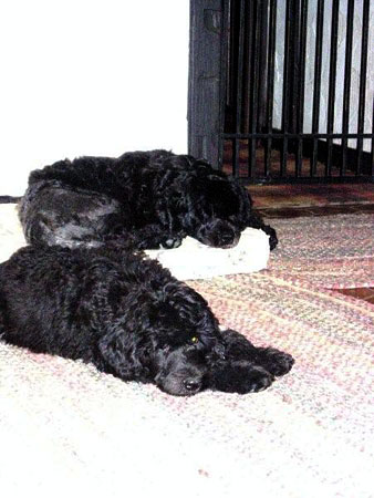 CH Pouch Cove's Bling It On "Bling"