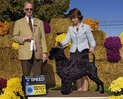 CH Pouch Cove's Bling It On "Bling"