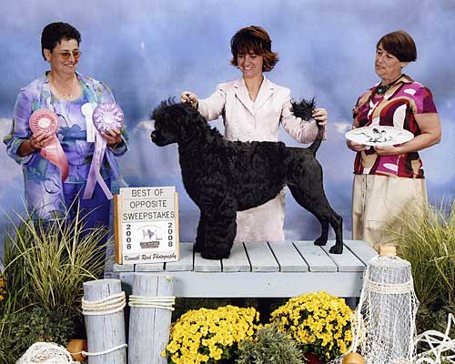 CH Pouch Cove's Bling It On "Bling"