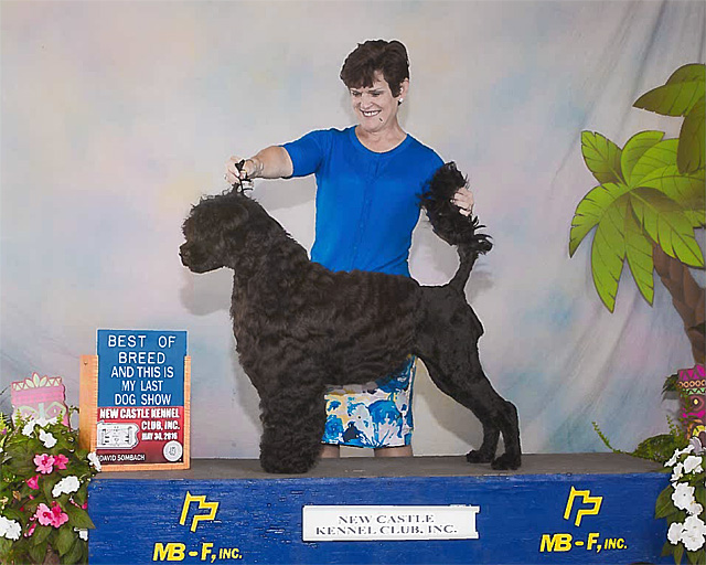 Chyna goes Best of Breed at New Castle