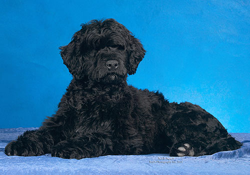 Pouch Cove's All About The Drama At Allegiance "Drama"