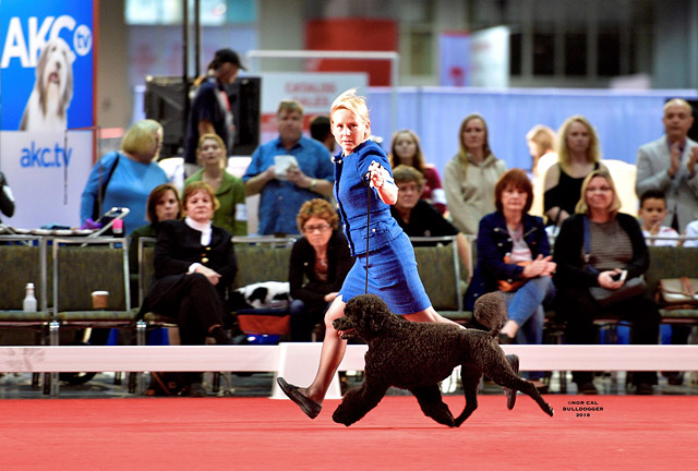 Gracie winning the breed at 2018 AKC Nationals