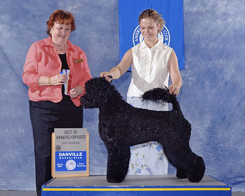 CH Pouch Cove's On My Honor "Honor"