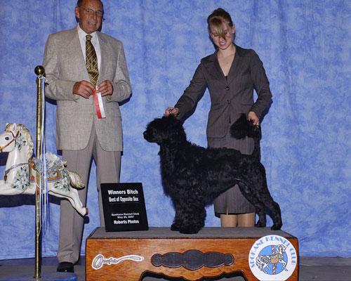 AM/CAN CH Pouch Cove's Strong Willed "Willow"