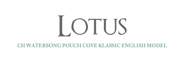 Lotus