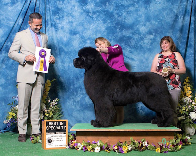 Milan judging at the Newfoundland Nationals