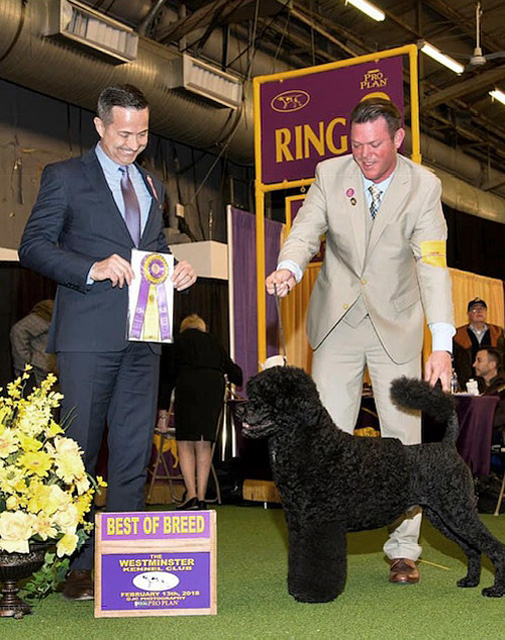 Milan judging at Westminster