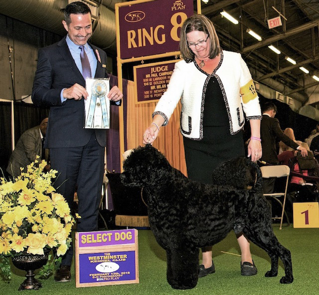 Milan judging at Westminster