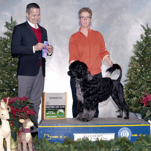 Milan judging at Easter Dog Club