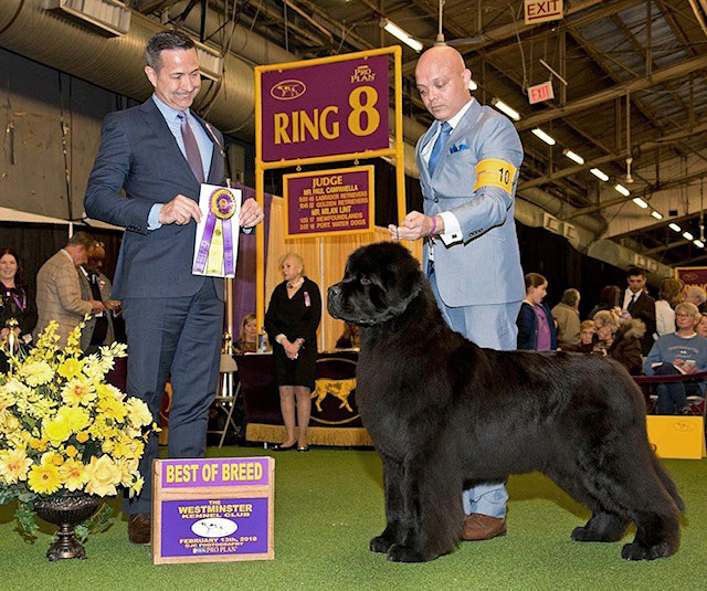 Milan judging at Westminster