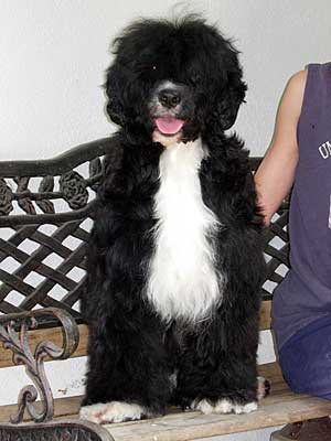 Bess