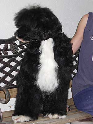 Bess