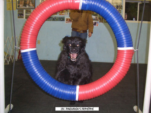 Pouch Cove Portuguese Water Dogs
