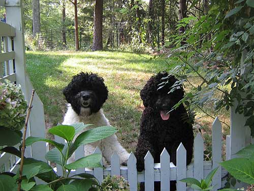 Halle and Indy