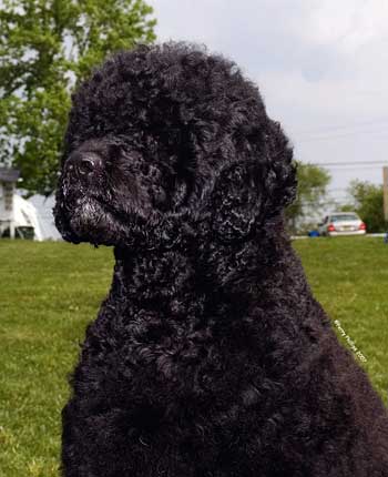 Stanley